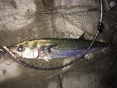 サゴシもアナゴも一回り成長！