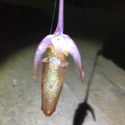 ヒイカを求めて