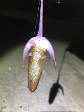 ヒイカを求めて