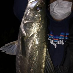 円山川シーバス