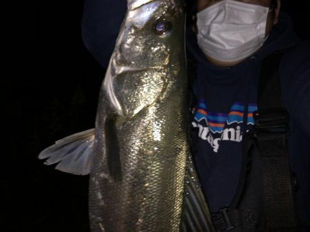 円山川シーバス