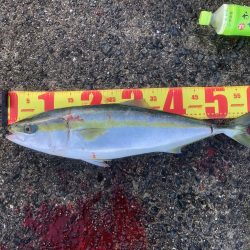 青物まだいるな〜