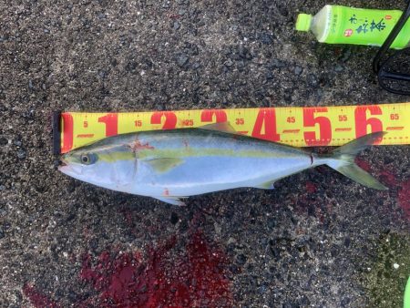 青物まだいるな〜