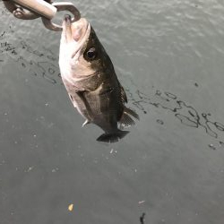 デイゲーム激渋?変