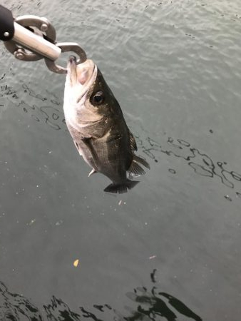 デイゲーム激渋?変