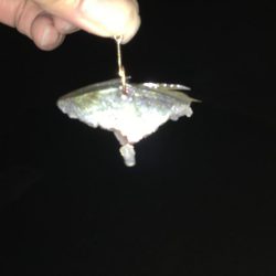 やはりタチウオには針が見えている!