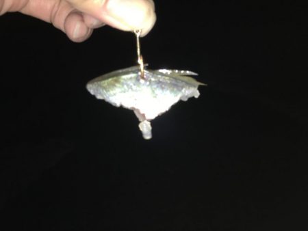 やはりタチウオには針が見えている!