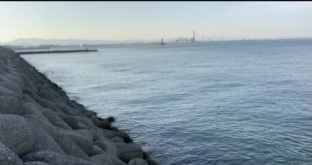 サゴシが食べたくて