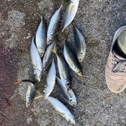 デカアジで鰤逃す