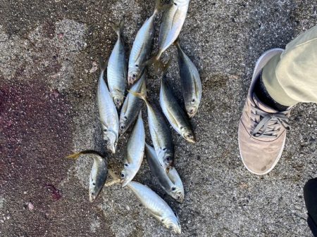デカアジで鰤逃す