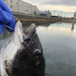 チヌベスト最高！