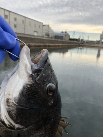 チヌベスト最高！