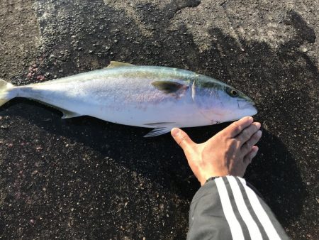 メジロ・サゴシゲット