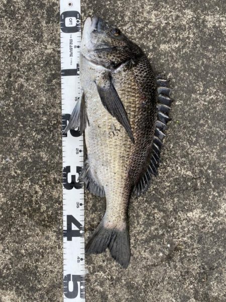 イチノ兄弟、釣果！