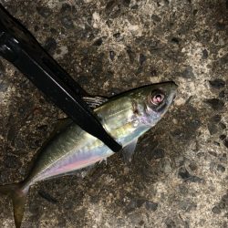 風が吹く中でのアジング