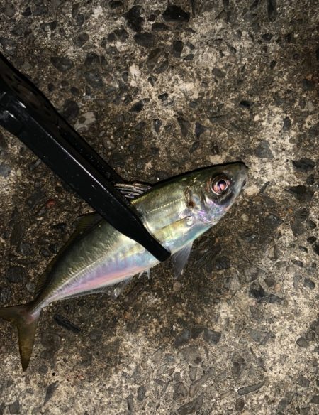 風が吹く中でのアジング