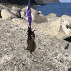 加賀港（桂島）での釣行