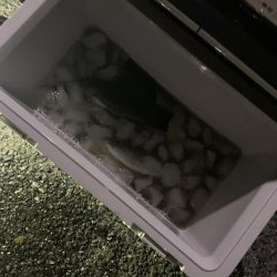 アジ、メバリング