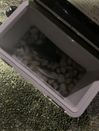 アジ、メバリング