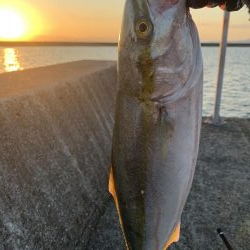 仕事前のショアジギ