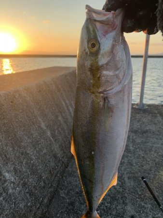 仕事前のショアジギ