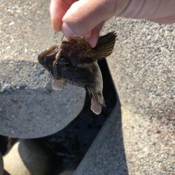 エギングと穴釣り