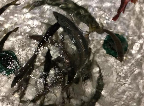 オフショアジギング・バチコンアジング