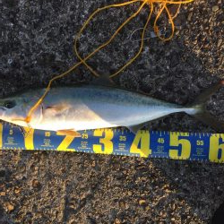 ショアジギング