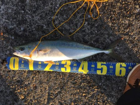 ショアジギング