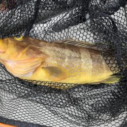 天草付近でのタイラバ