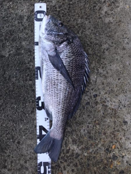 イチノ兄弟、釣果！