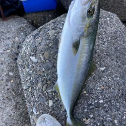 ハマチがポツポツ