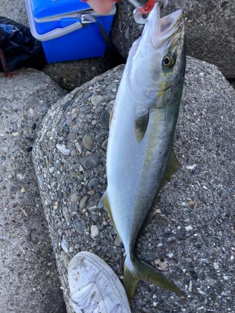 ハマチがポツポツ