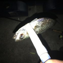 サバは大きくなったが…