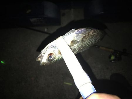 サバは大きくなったが…