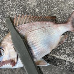 マイクロテンヤ五目