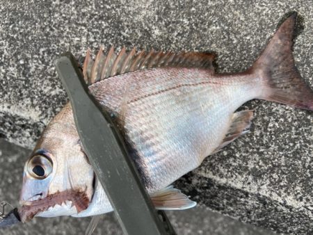 マイクロテンヤ五目