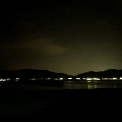 バケツから忽然と消えたタチウオ