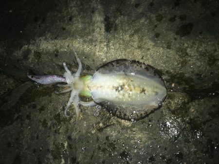 久しぶりの和歌山遠征