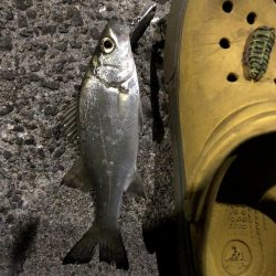 タチウオどこに?