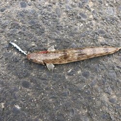 またもやイカボウズ。。