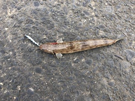 またもやイカボウズ。。