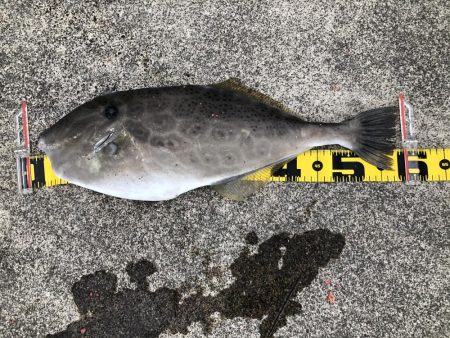 ファミリーフィッシングでまさかの羽子板