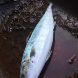 地磯ライトショアジギング、ナブラ打ち