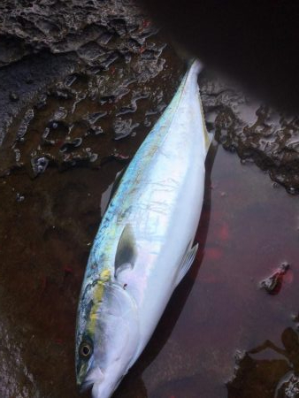 地磯ライトショアジギング、ナブラ打ち