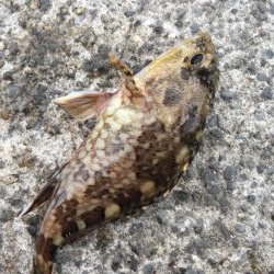 ファミリーフィッシング5