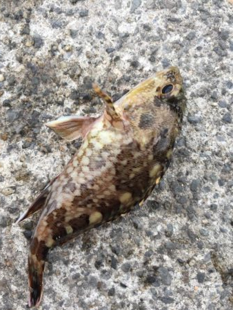 ファミリーフィッシング5