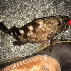 大ガシラ、太アナゴ