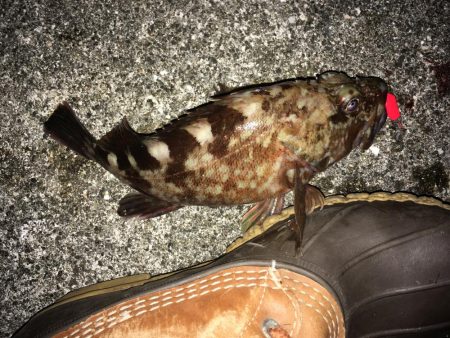 大ガシラ、太アナゴ