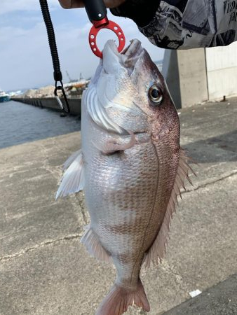 ショアレッド！